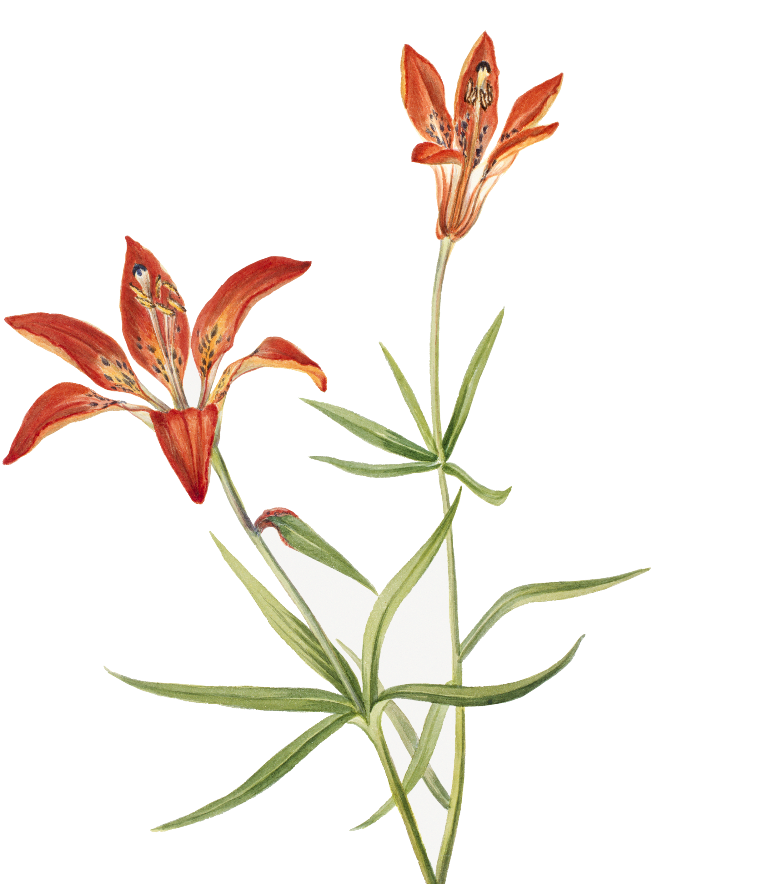 Lily flower illustration